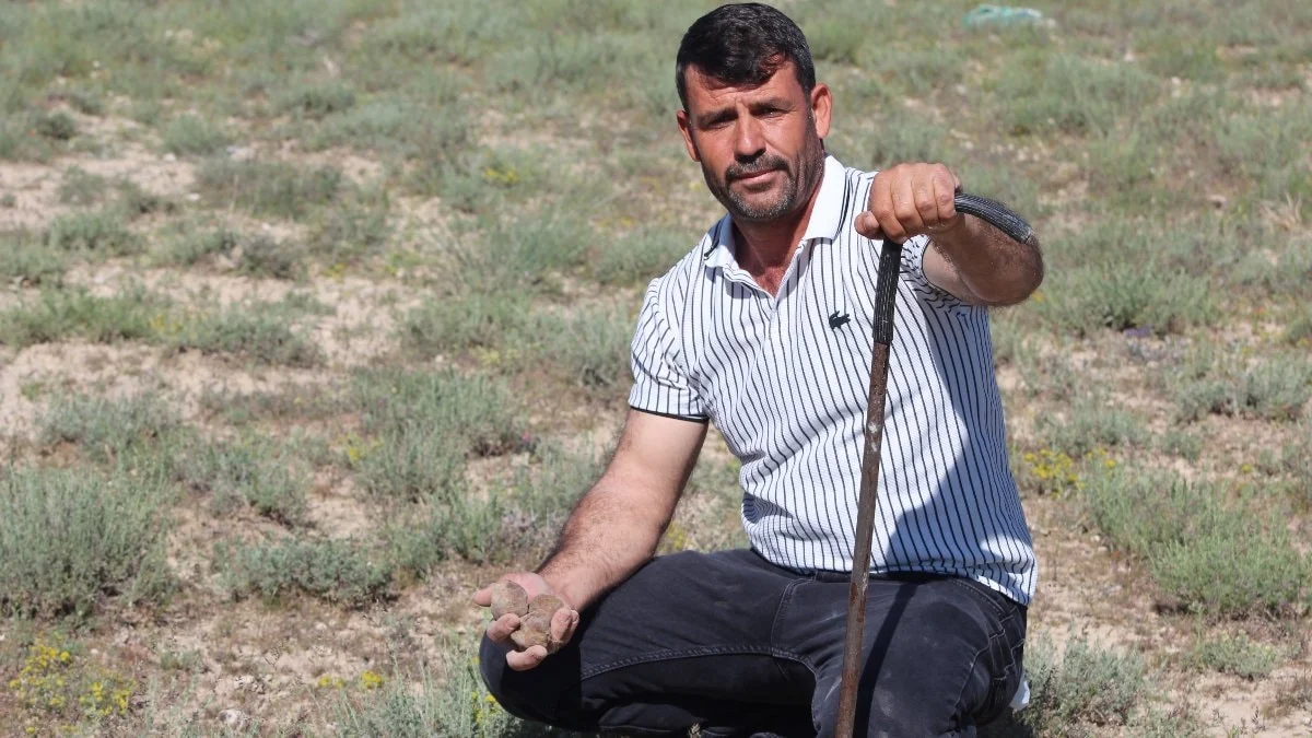 Konya'da günde 60 bin lira değerinde mantar topluyor
